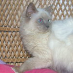 Ragdoll Cats and Kittens