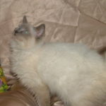 Ragdoll Cats and Kittens