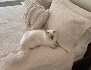Ragdoll Cat on Bed